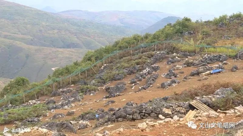 「笔塔热点」丘北1村民租地养兔探出致富路，年入30多万