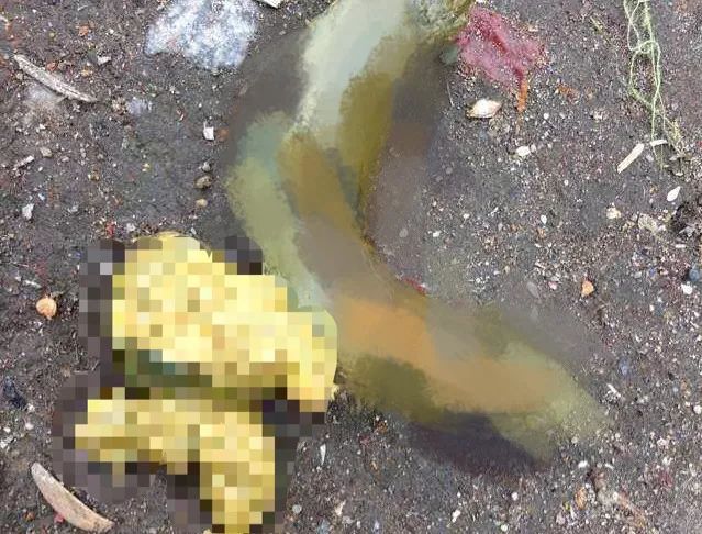 猫咪吐毛球然后连续吐胃液怎么办,猫咪吐毛球怎么解决毛球症