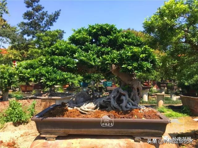 我喜欢的榕树盆景,泉州榕树盆景