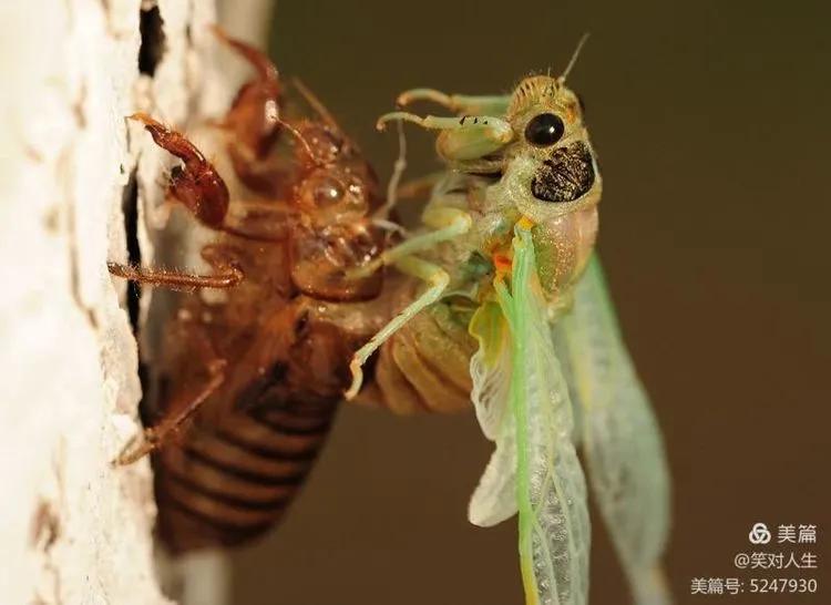 金蝉什么时间退壳,金蝉怎么延迟脱壳