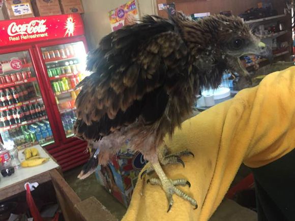 超市卖老鹰风筝,超市卖的几十块无人机