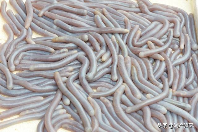 全世界顶级的4种海鲜,世界十大名贵海鲜