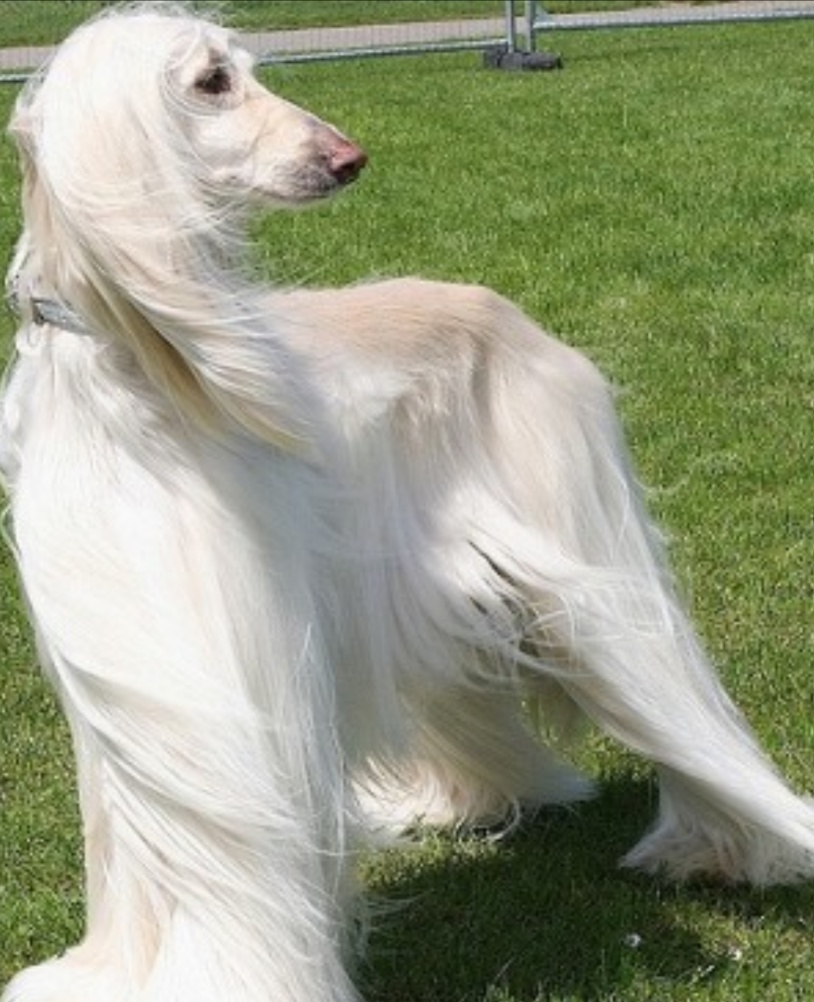 长毛狗阿富汗猎犬游泳,长毛狗阿富汗猎犬多少钱