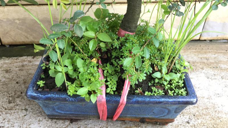 苹果盆景修剪技巧图解,新手也能学会的修剪盆景技巧