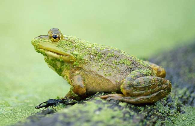 牛蛙养殖过程生病吃什么药呢,牛蛙肠胃炎的最佳治疗方法