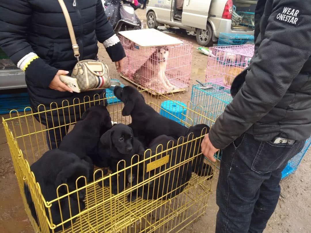 农村狗市300元就卖了的拉布拉多,同城自家拉布拉多小狗出售