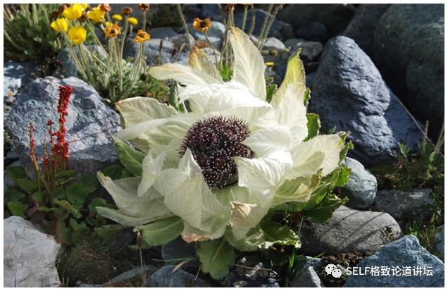 新疆天山世界文化遗产,天山为什么被入选为世界自然遗产