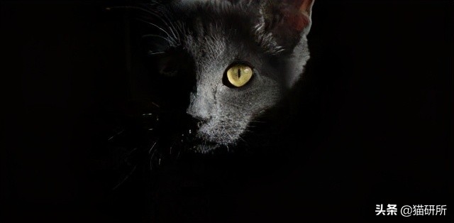 为什么猫咪那么傲娇还有人喜欢,猫咪这么可爱怎么有人舍得伤害