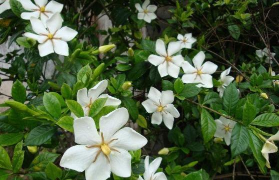 栀子花长得细弱黄叶春季如何处理,解决栀子花黄叶小妙招