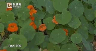 方便竖屏拍摄的4K120帧电影机——ZCAME2