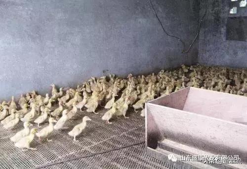 鸭流泪眼睛肿是怎么回事,鸭子眼睛红肿流泪是什么病