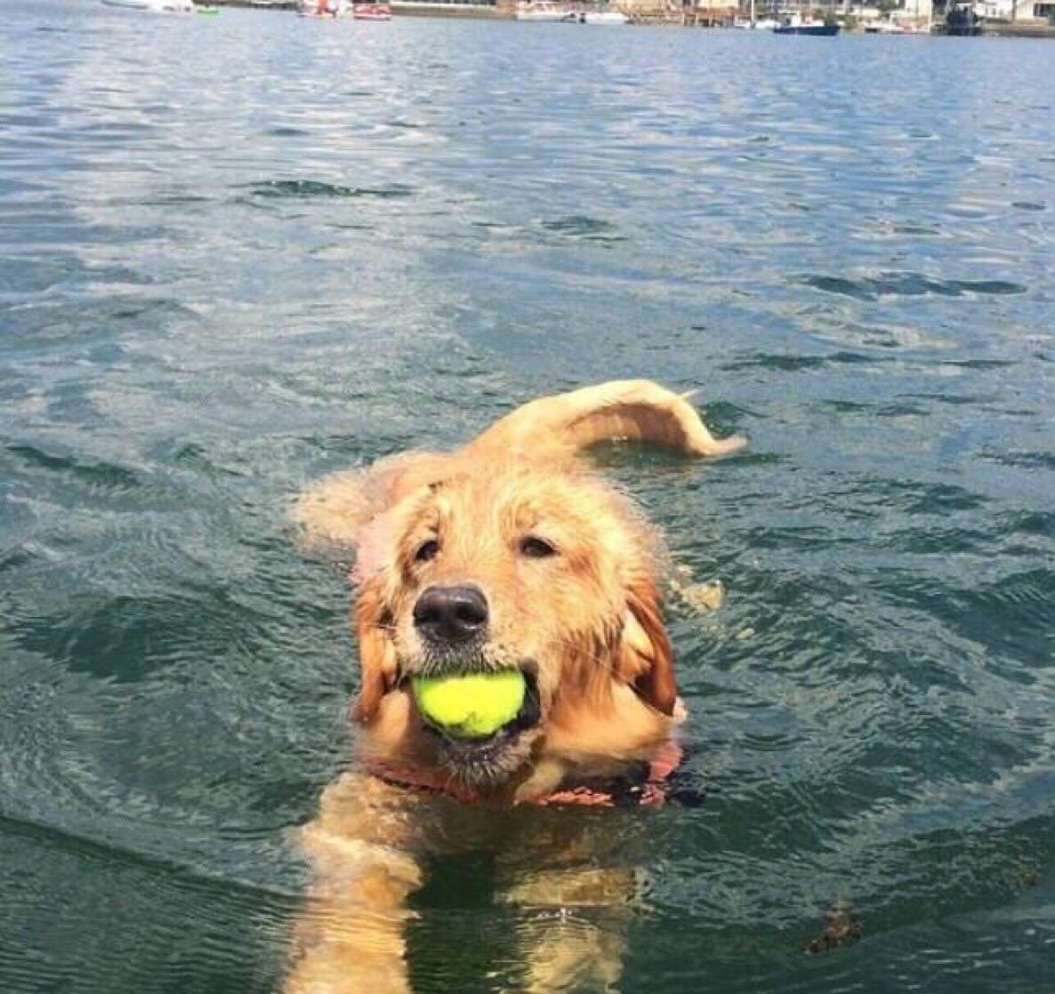 金毛好养吗爱乱跑吗,金毛的优点和缺点