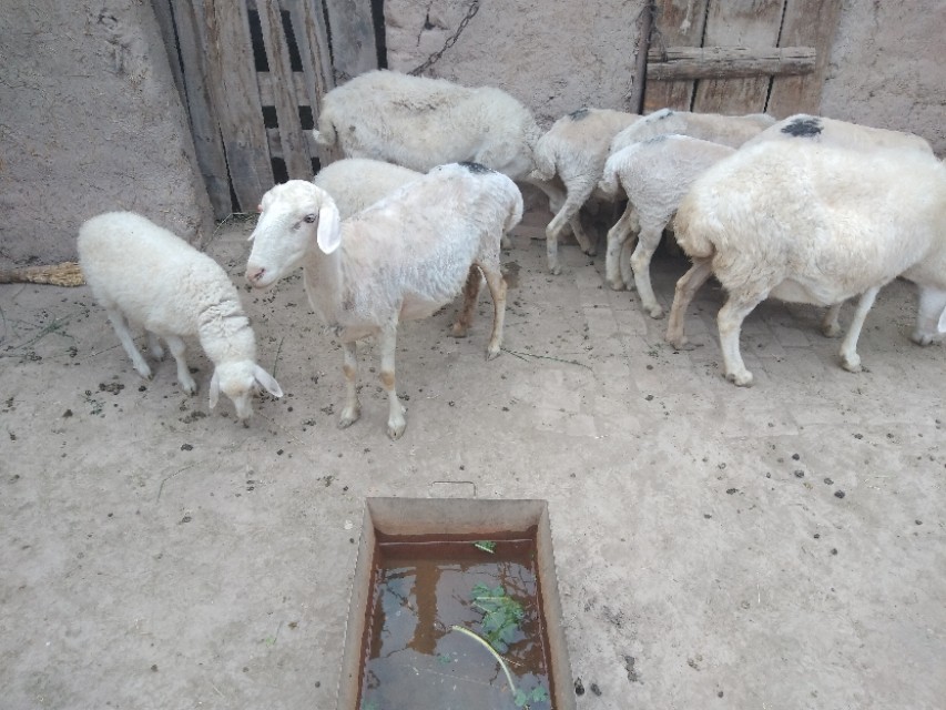 马铃薯喂羊的正确方法,土豆喂狗正确方法