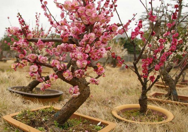 梅花树苗地面种植方法,怎么才能种梅花树