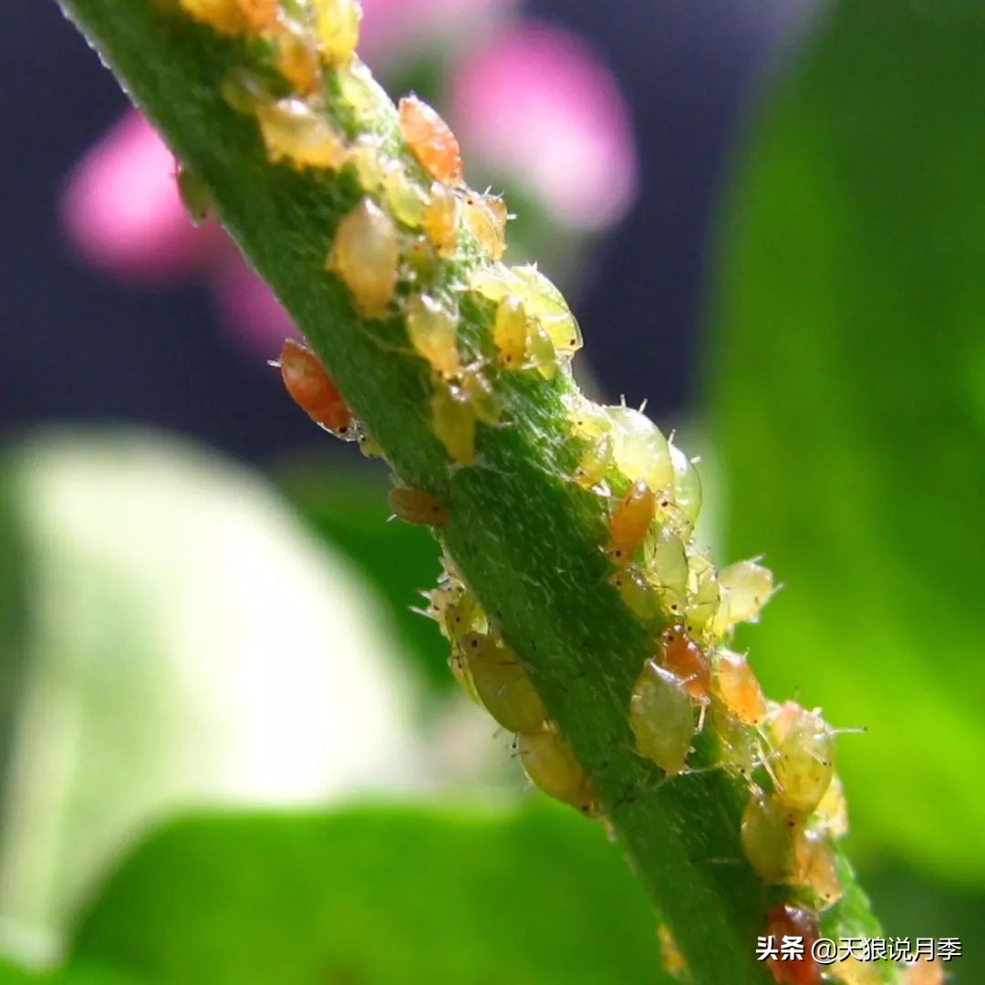 月季蚜虫红蜘蛛特效药,月季蚜虫蓟马怎么治理视频