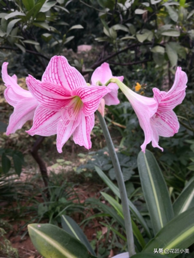 朱顶红花种球的种植方法,朱顶红花谢后种球怎么处理