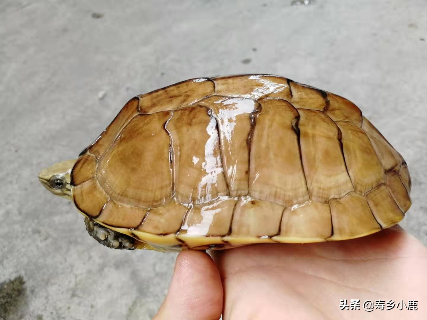 石金钱龟降价原因,石金钱龟的困境