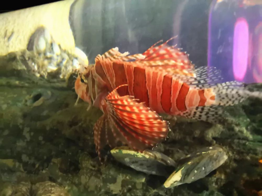 吉隆坡klcc双子塔,吉隆坡双子塔登塔攻略