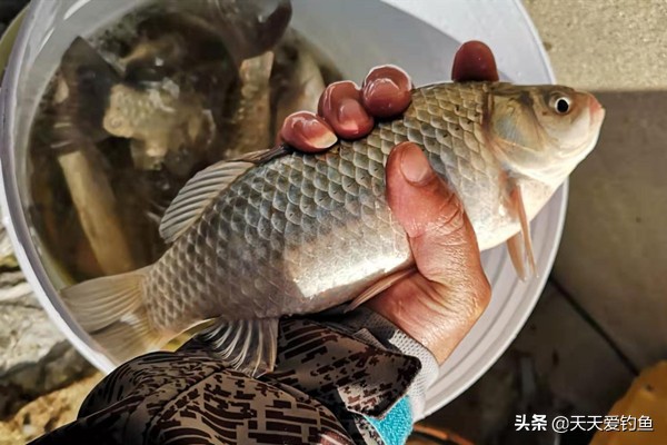 野钓鲫鱼最好用最厉害的窝料配方,野钓鲫鱼的窝料配方大全