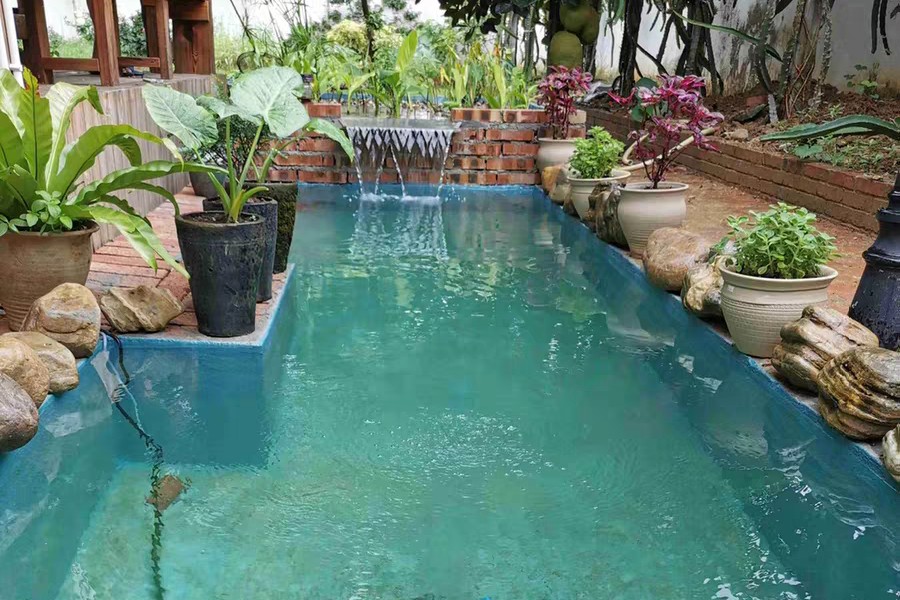 鱼池的硝化细菌怎么培养,锦鲤鱼池硝化细菌培养