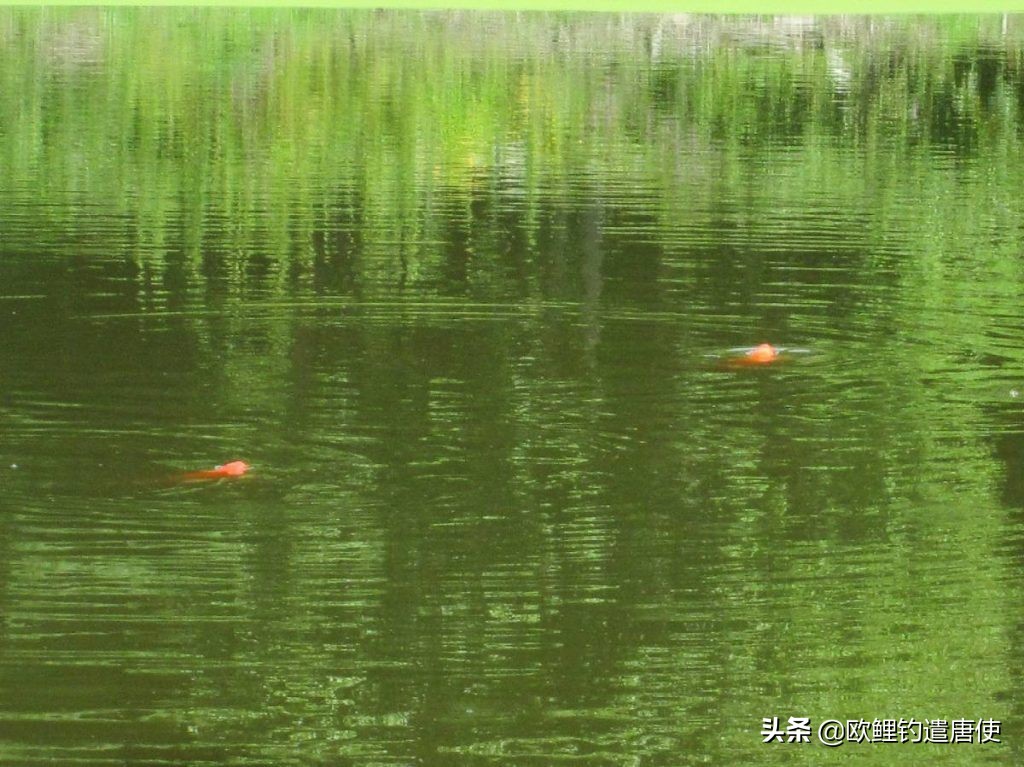 话说欧鲤钓诱饵篇,枯叶钓组和线辫钓组区别