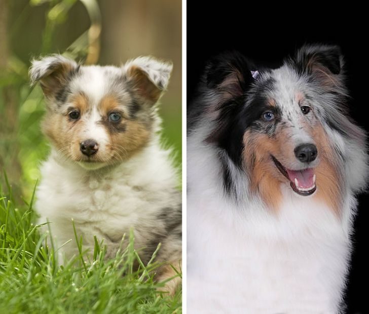 比特犬力量和其他犬种对比,聪明狗狗排行比特犬