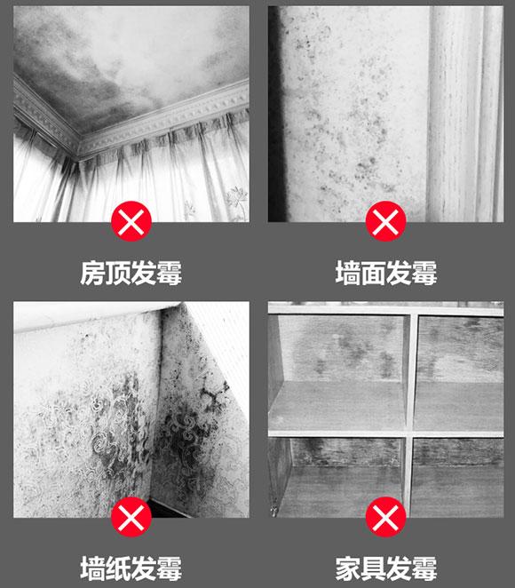 墙壁发霉有虫子用除霉剂可以吗,墙壁发霉脱落用什么除霉剂好