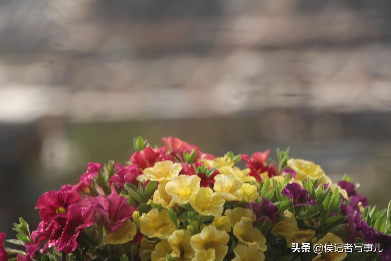 春风和,春风和duke