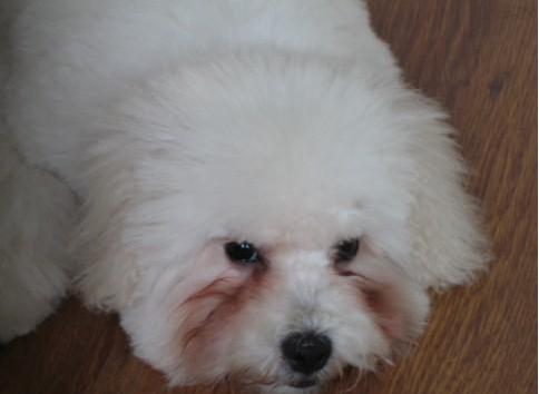 消除狗狗泪痕的维生素,狗狗泪痕日常去除最快最有效