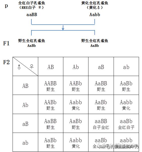 全红孔雀鱼怎么繁殖出好的品相,全红孔雀鱼怎么就是不生