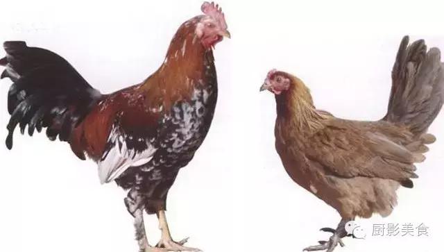 全世界的鸡都在这了，有你认识的吗？