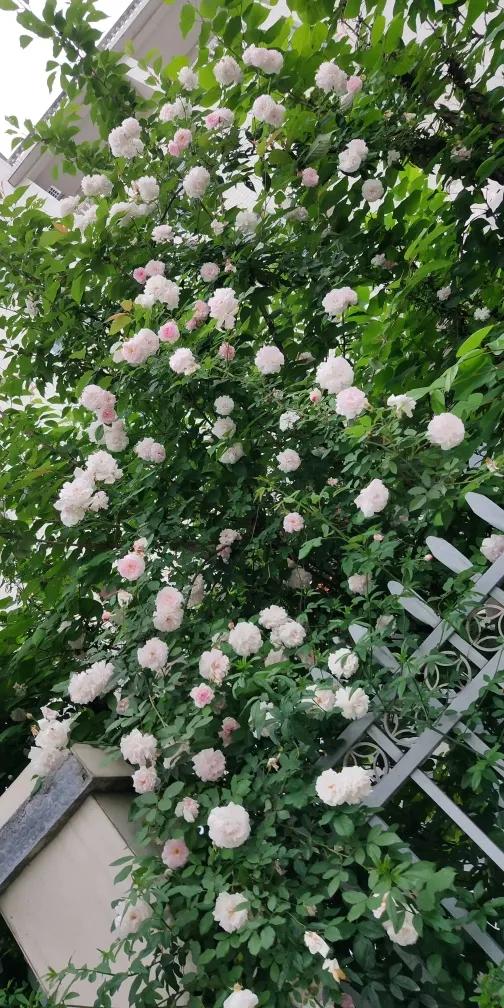 雇主责任保险税务处理 (雇主责任险赔付员工是否交税)