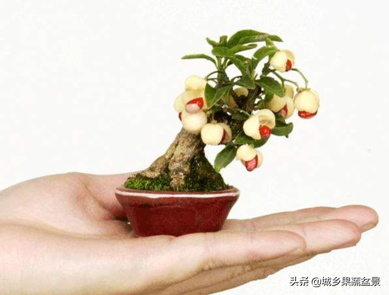 三十多年经验教你制作掌上树桩盆景，形态小巧，造型玲珑别致