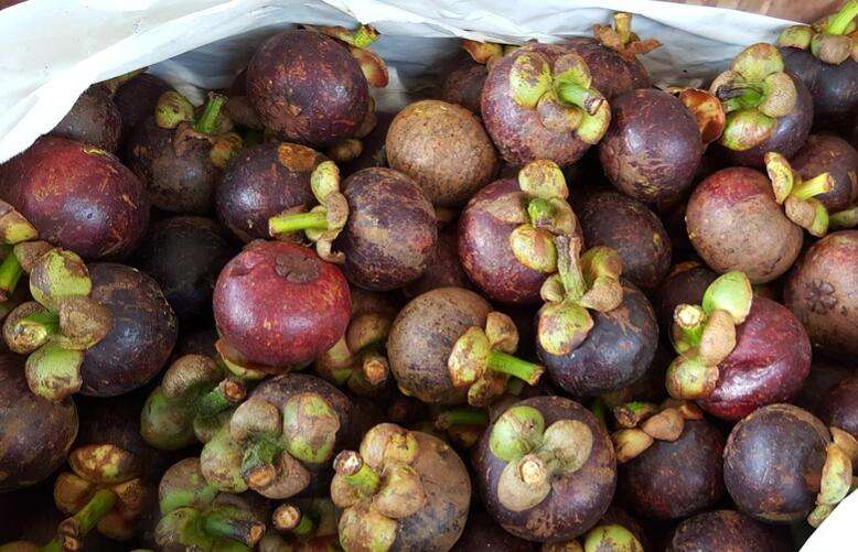 山竹水果皇后作用,水果山竹的功效与禁忌