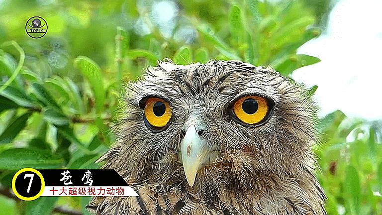 十大超级视觉动物,十二生肖视力很差的动物