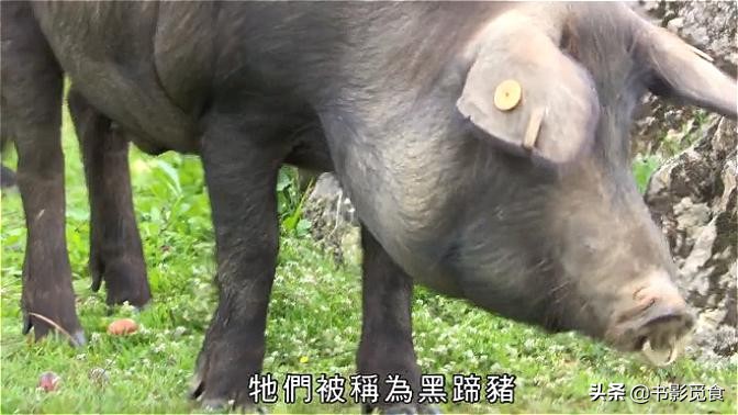 伊比利亚猪火腿,伊比利亚正宗火腿