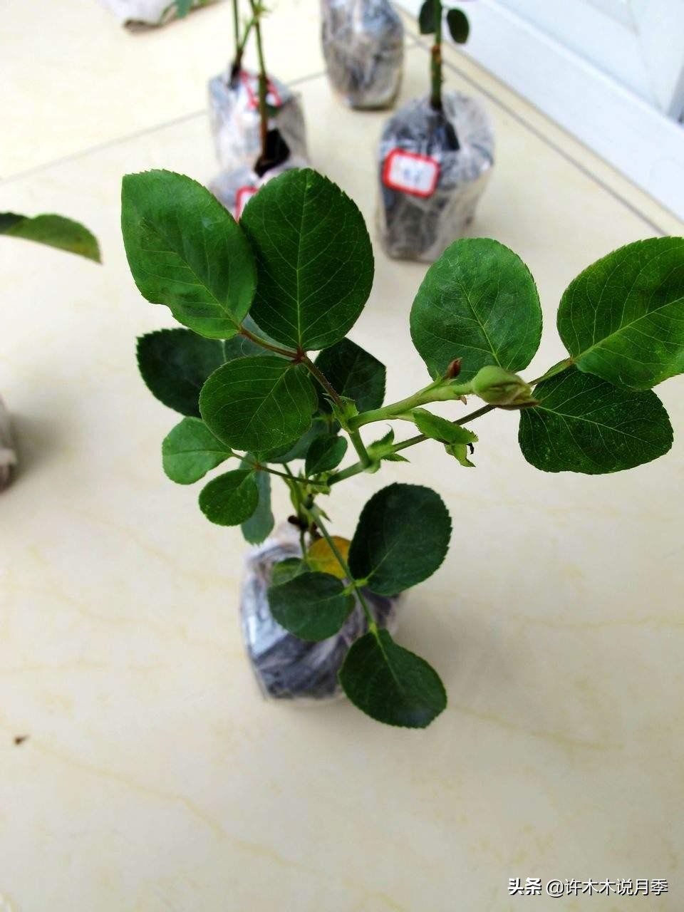 月季新手种植教程,购苗、修剪、施肥、浇水、喷药,手把手教你