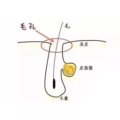 想收缩毛孔的正确方法,毛孔大如何用医美解决