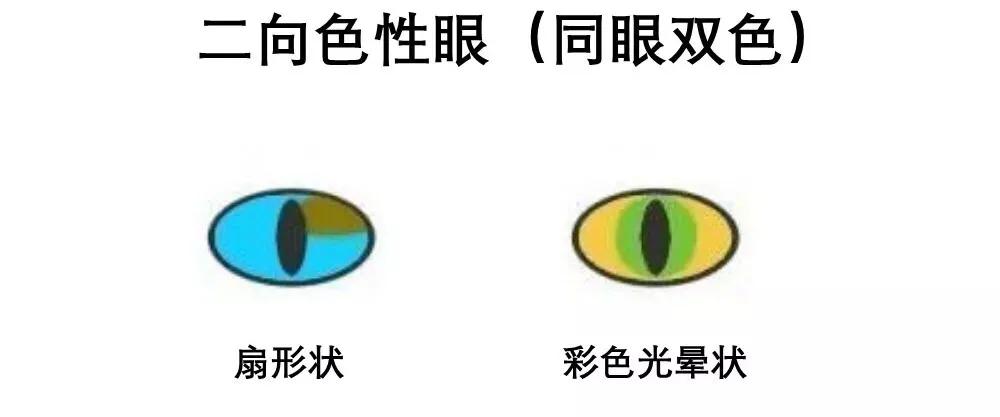 好看的猫的眼睛,猫的眼睛为什么那么好看