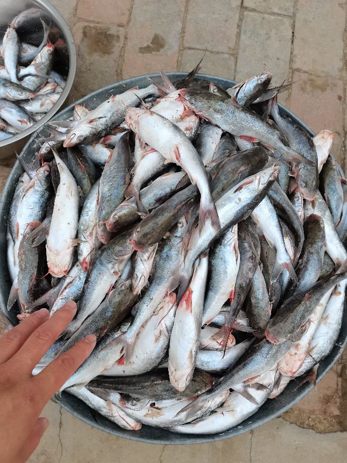 直播包网捕鱼真实性,深海包网捕鱼视频全集