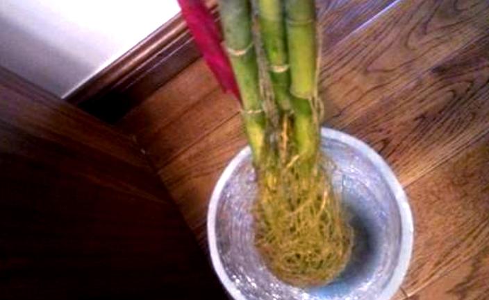 富贵竹会招蚊虫吗,富贵竹有蚊子怎么治