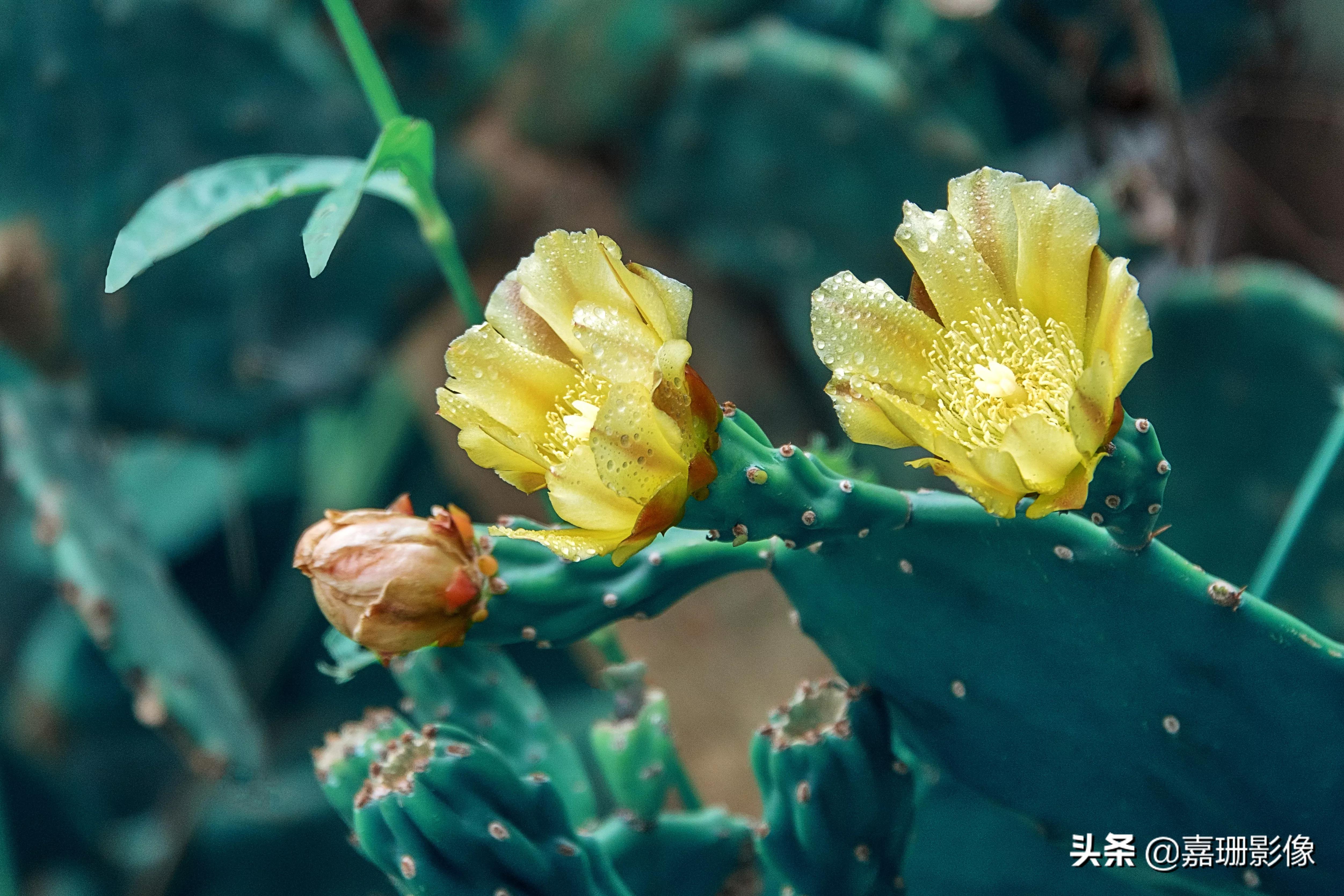 看看花容，听听花语2020年我镜头里的百种花卉