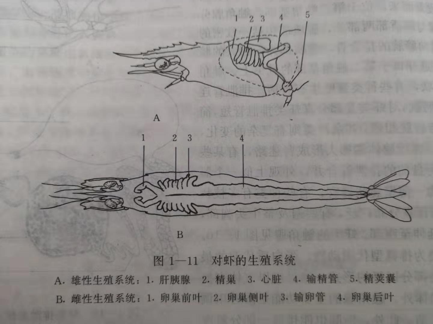虾头是虾黄还是屎,虾头黄黄的到底是虾黄还是虾屎