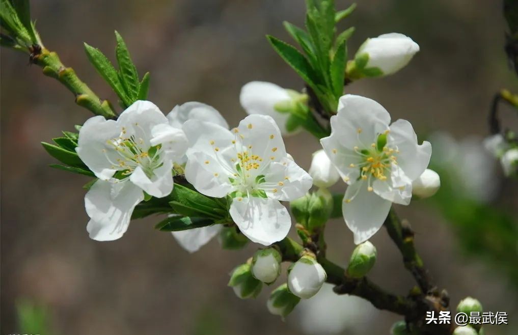 四川拟新增9家4A级旅游景区,四川省新增11家4a级旅游景区