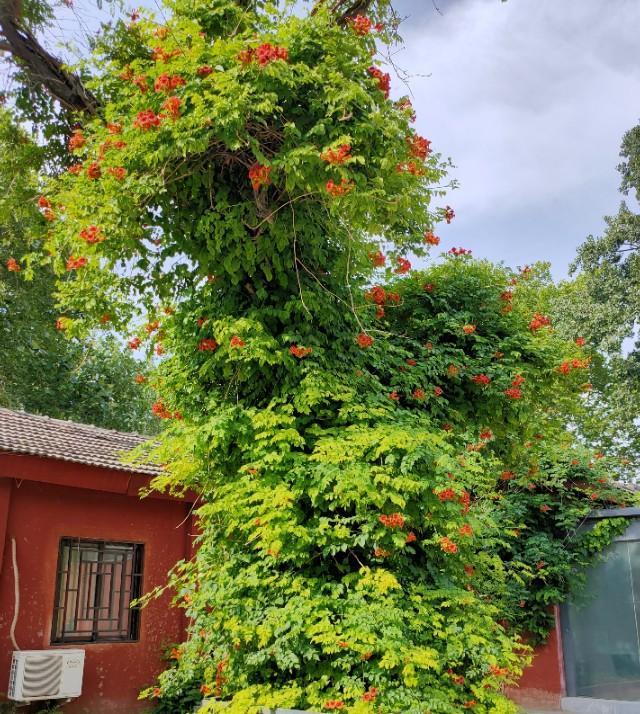 北京的坛庙文化——皇地祗神的祭坛和史铁生《我与地坛》