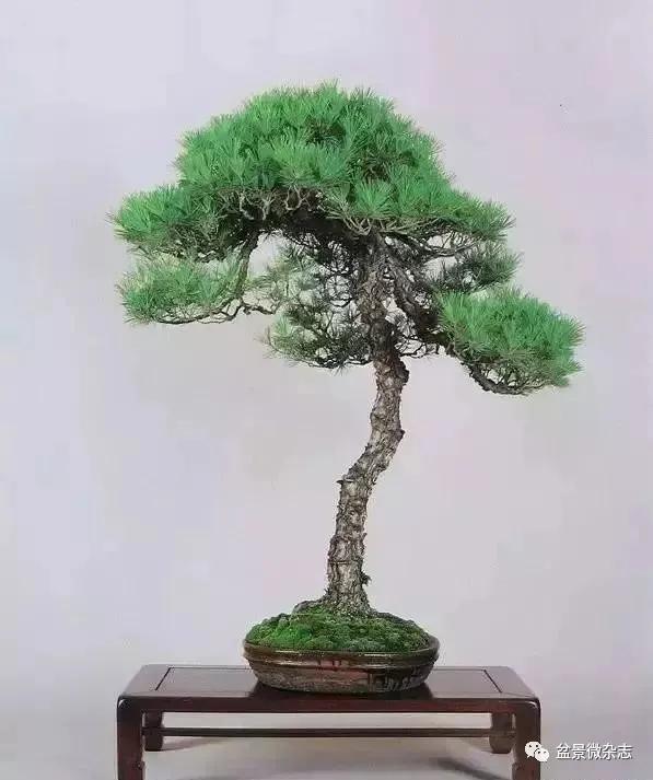 日本黄金光叶榉盆景 (日本风神盆景图片)