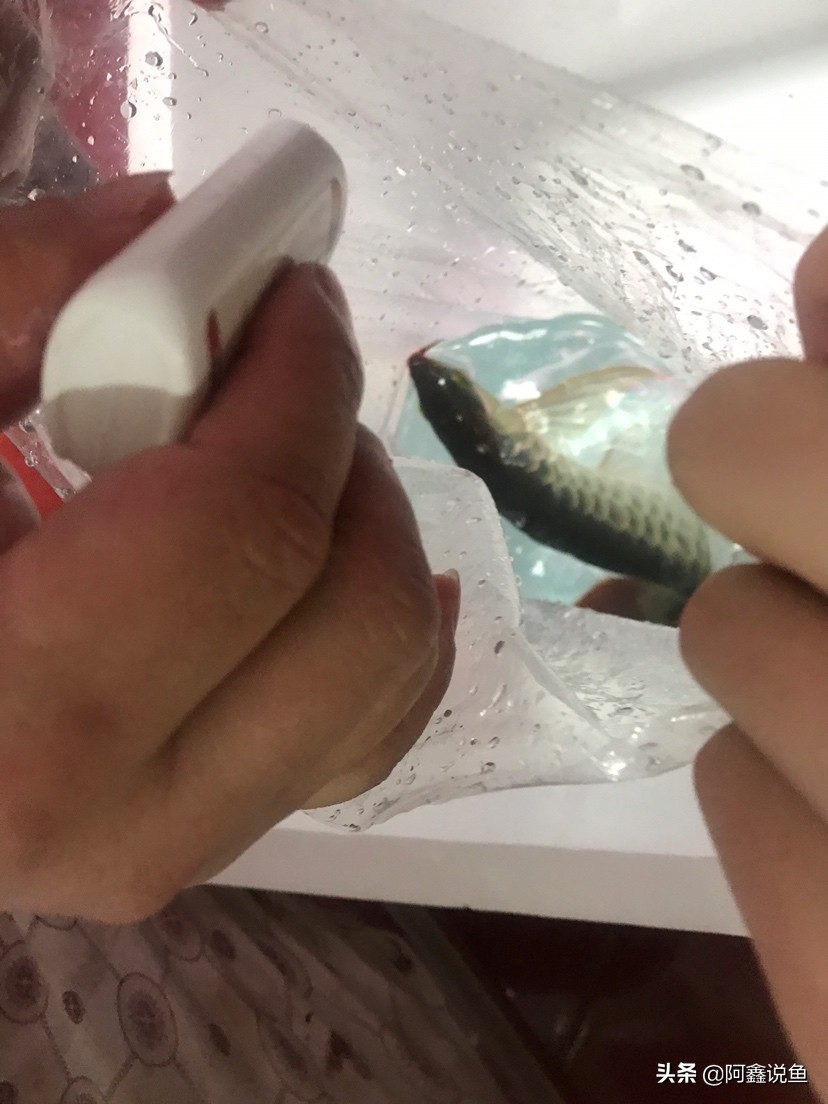 红龙最近老是蒙眼怎么办,红龙蒙眼用什么药最好