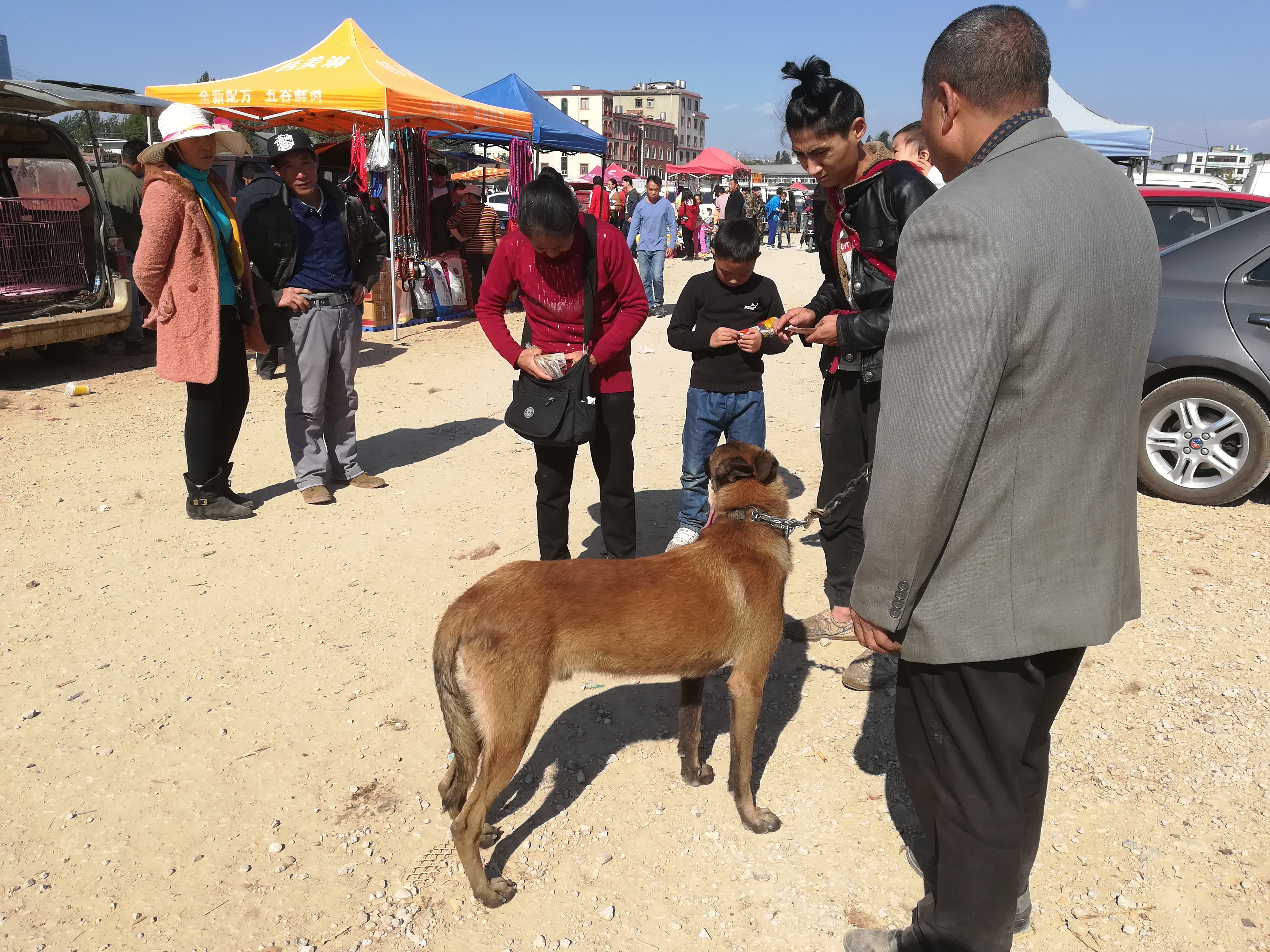 怎样才能训练好一只听话的马犬,养一只马犬一只罗威纳