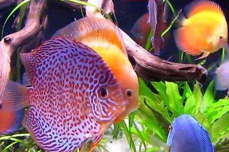 观赏鱼最怕得什么病该怎样补救,观赏鱼常见病症及应对措施