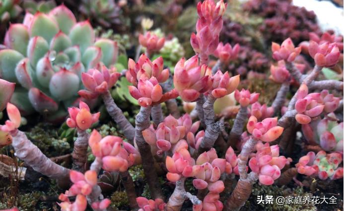 多肉花友着魔的5大特征，看看你都中了几个